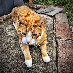 Portrait of ginger cat