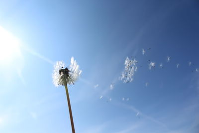 Low angle view of flowers against blue sky