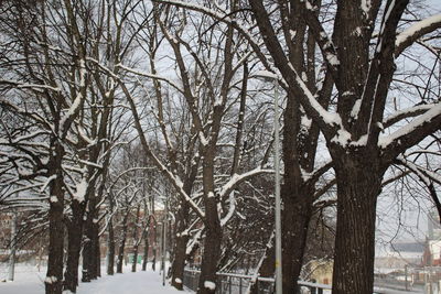 Bare trees in winter