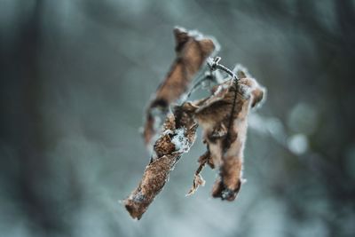 Close-up of dried plant