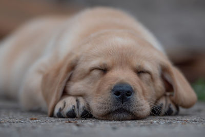 Close-up of puppy sleeping on footpath