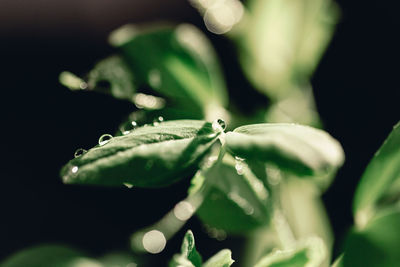 Close-up of water drops on plant