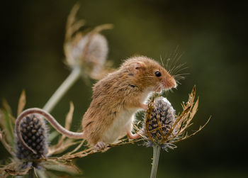 Close-up of an animal on flower