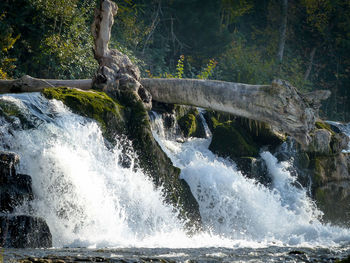 Scenic view of waterfall in forest