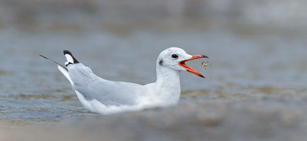 Close-up of seagull eating prey while swimming on sea