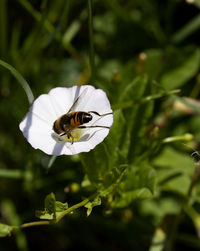 Close-up of bee pollinating on white flower