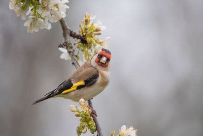 Close-up of bird perching on flower