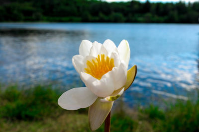 Close-up of white lotus blooming in lake