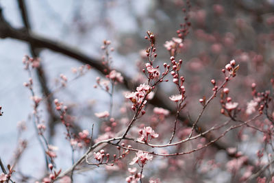 Low angle view of cherry blossom tree