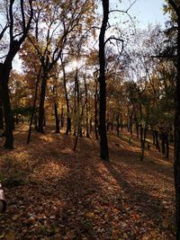 Trees in park during autumn