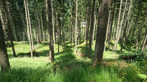 Trees on grassy field in forest