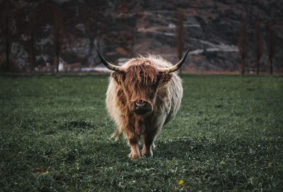 Lion standing in a field