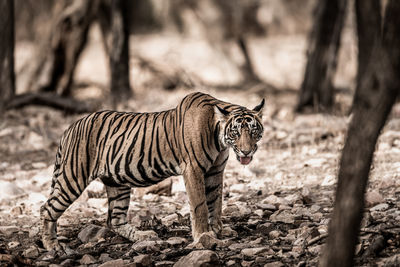 Zebra in a forest