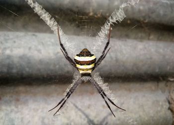 Close-up of spider on web