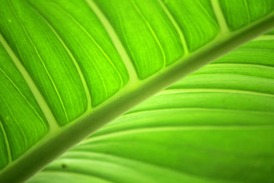 Full frame shot of green leaf