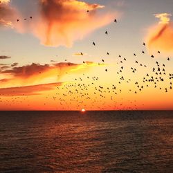 Flock of birds flying over sea during sunset