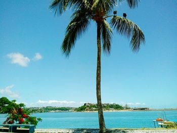 Palm trees by sea against sky