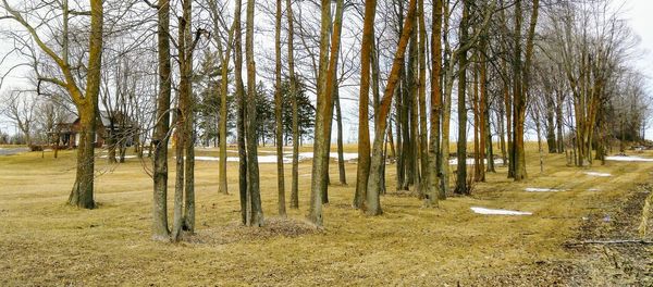 Bare trees in forest during winter