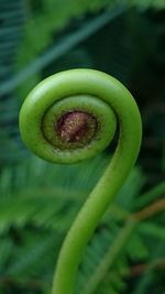Close-up of fresh cactus plant