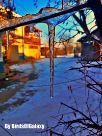 Close-up of icicles on tree during winter