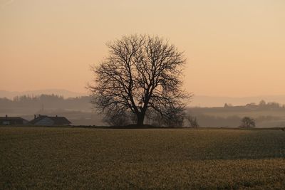 Bare tree on field against sky during sunset