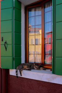 Cat sitting by window
