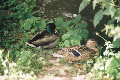 Ducks in lake