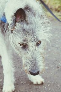 Close-up of horse