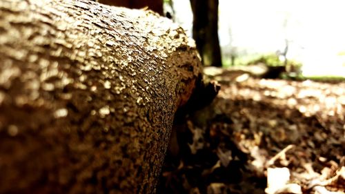 Close-up of plant against blurred background