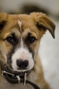 Close-up portrait of dog