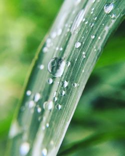 Close-up of water drops on blade of grass