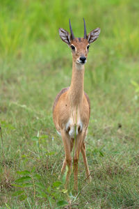 Oribi, ourebia ourebi, murchison falls national park, uganda