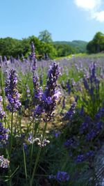 Close-up of purple flowers