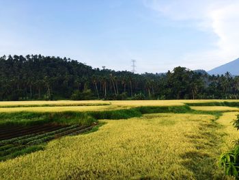 Scenic view of grassy field against sky