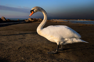 Swan on shore against sky