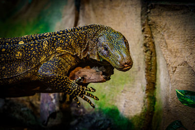 Close-up of lizard