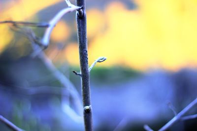 Close-up of plant