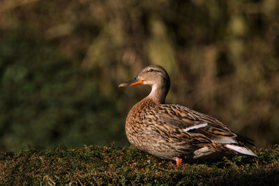 Side view of mallard duck on field
