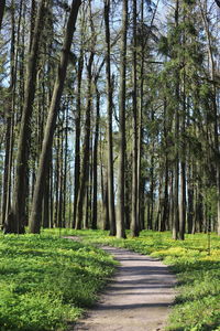 Dirt road amidst trees in forest