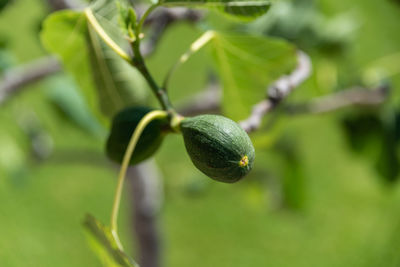 Close-up of fruits on tree