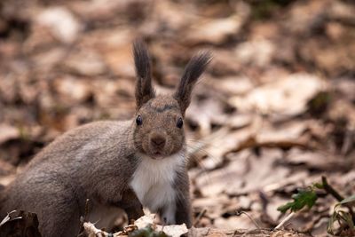 Close-up of an animal on land