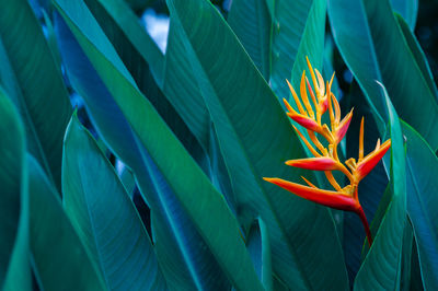 Close-up of red leaves on plant