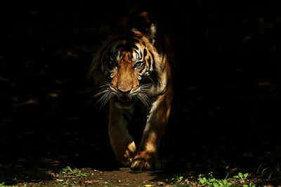 Portrait of cat walking on field