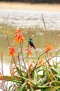 Bird perching on plant