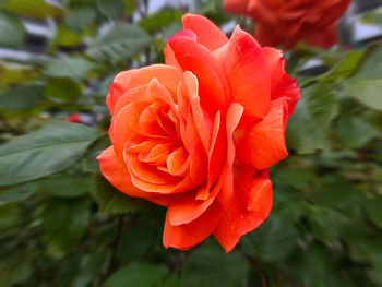 Close-up of fresh red flower blooming in garden