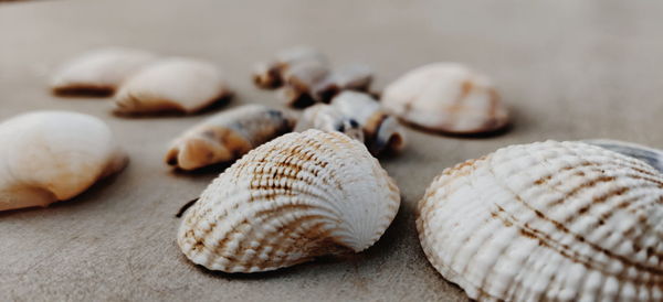 Close-up of shells on table