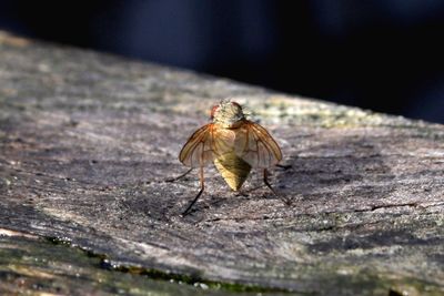 Close-up of butterfly perching on leaf