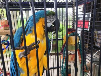 View of birds perching in cage