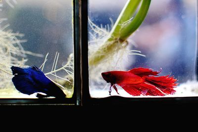 Close-up of butterfly on glass window