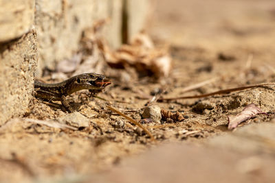 Close-up of lizard on land